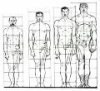 Что такое пропорции тела?