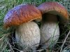 Как правильно собирать грибы?