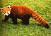 Какой зверек изображен на эмблеме браузера Mozilla Firefox?