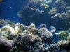 Чем интересен подводный мир Красного моря?