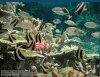 Чем интересен подводный мир Красного моря?