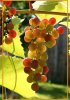  Чем полезен виноград?
