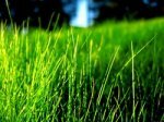 Как объяснить ребёнку почему трава зелёная?