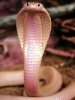 Как змеи могут глотать животных, которые больше их? 