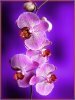 Какими удивительными свойствами наделена орхидея?