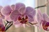 Какими удивительными свойствами наделена орхидея?