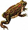 Что символизирует жаба?
