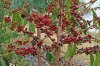 Как вырастить кофейное дерево?