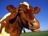 Как могут коровы давать так много молока?