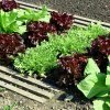 Как выращивать ранний салат?