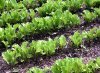 Как выращивать ранний салат?