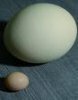 Что представляют собой страусиные яйца?