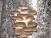 Как грибы влияют на похудение?