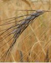 Правда ли, что все сорта пшеницы родом из Абиссинии?