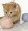 Какие можно сделать игрушки для котенка? 