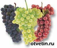 Сколько на свете существует сортов винограда?