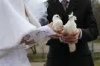 Нужно ли голуби на свадьбе?