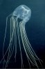 Какая медуза самая опасная в Мире?