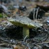Чем интересен гриб зеленушка?