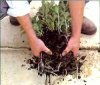 Как пересаживать почвопокровные растения?