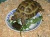Чем кормить сухопутную черепаху?