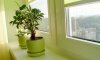 Как правильно поливать комнатные растения?