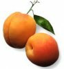 Какими свойствами обладает масло абрикоса?