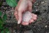 Как подготовить почву для выращивания фасоли?