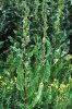 Что за растение шпинатный щавель?