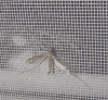 Как защитить жилье от мух и комаров?