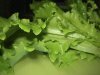 Как вырастить листовой салат?