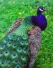 Почему самцы птиц имеют яркую окраску, а самки нет? 