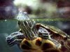 Чем кормить водяную черепаху?