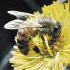 Какие продукты пчеловодства наиболее полезны?