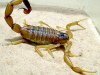 Какой скорпион самый ядовитый?