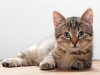 Страдают ли кошки от аллергии?