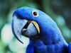 Как научить попугая разговаривать?