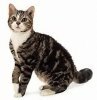 Какие особенности экстерьера у американской жесткошерстной кошки?