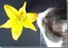 Правда ли, что лилии могут быть опасны для кошек?