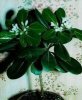 Как правильно выращивать питтоспорум Тобира?