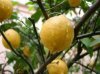 Какими свойствами обладает эфирное масло лимона?
