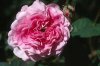 Какими свойствами обладает эфирное масло розы?